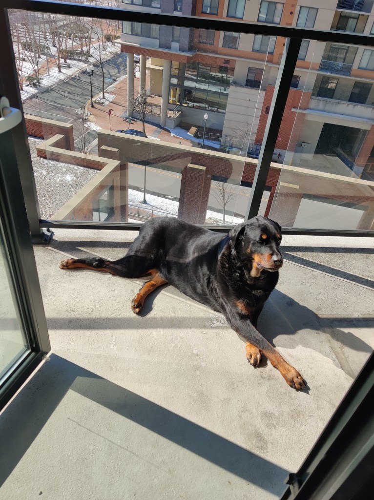 Israel Joffe FDA WUW blackbelt